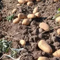 سیب زمینی مغز زرد بسطام