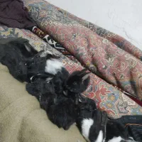 خرگوش درجه یک محلی در همه نوع موجوده هست