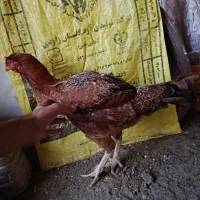 خروس لاری نسل دار|حیوانات مزرعه|گمیشان, |دیوار