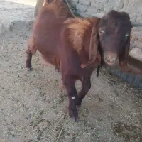 بزغاله چاق درج یک