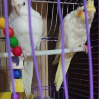 جفت عروس هلندی مولد
