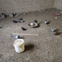 کفترپرشی رنگی|پرنده|حمیدیه, |دیوار