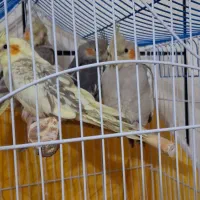 عروس هلندی|پرنده|خمینی‌شهر, |دیوار