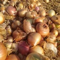 پیاز زرد|خوردنی و آشامیدنی|فریدونشهر, |دیوار