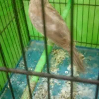 تعدادی پرنده