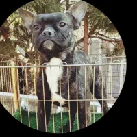 واگذاری فوری سگ های اصیل