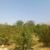 فروش  زمین های ۱۱۰۰ متری در مجموعه ویلا باغ|فروش خانه و ویلا|بهبهان, |دیوار