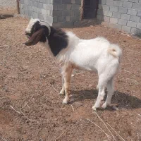 نر بز دورگه پاکستانی