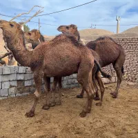 ۳نفر شتر یکی ۳سال و ۲تا ۴سال