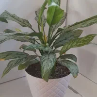 گلهای زیبای طبیعی،شاداب و پرریشه|گل و گیاه طبیعی|تبریز, |دیوار