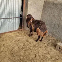 میش همو و هترو بدون بره