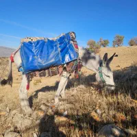 الاغ جوان ۴سال نر مایون پر وگله ای بشرط