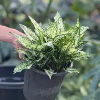 اگلونما برفی