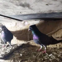 دوتا کفتر گرفتنی