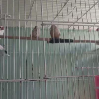 فنج کینگ .معمولی و نرگسی