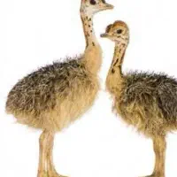 فروش جوجه شتر مرغ