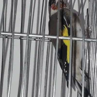 سیره کهنه مست مست|پرنده|بروجرد, |دیوار