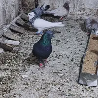 کبوتر در پرنده|پرنده|ارژن, |دیوار