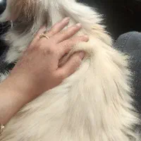 واگذاری گربه پرشین