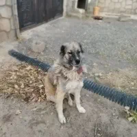 سگ نگهبان محلی