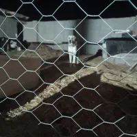 سگ گله ۳سال نیم|سگ|نیشابور, حسین آباد جدید|دیوار