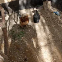 مرغ لهستانی مشکی تازه بالغ تخم گذار|حیوانات مزرعه|رودهن, |دیوار