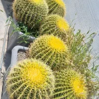 کاکتوس و گل کاغذی