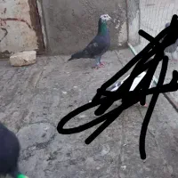 دو تا گرفتنی|پرنده|تربت‌حیدریه, ۴۵ متری|دیوار