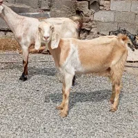 بزپاکستانی دوقلوزا