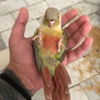 گرینچیک ۳ ماهه ۵ عدد|پرنده|تهران, سلسبیل شمالی|دیوار