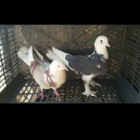 ۱۲ تا کفتر پرشی و ساعت دار|پرنده|آفتاب, |دیوار