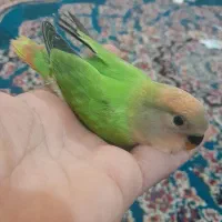 طوطی  برزیلی سرلاکی