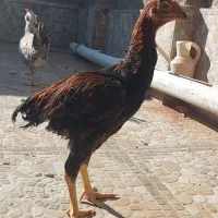 مرغ و خروس گلین و لاری