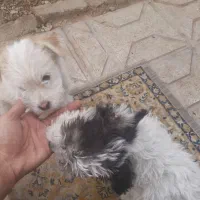 سگ پاکوتاه نژاد پاپیلون|سگ|بجنورد, |دیوار