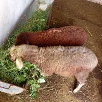 ۲ راس بره خوشخوراک نر عالیه