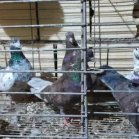 فروش کبوتر پرشی و طوقی خروس لهستانی و برهما