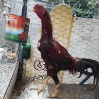 خروس لاری