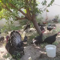 تعدادی بوغلمون واردک اسرائیلی برای فروش|حیوانات مزرعه|نسیم‌شهر, |دیوار