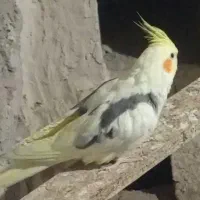 عروس هلندی گمشده