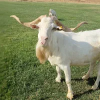 نه‌راس‌بز‌سانن‌اصل