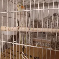 طوطی عروس ماده ابلغ