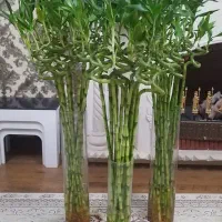گل بامبو لاکی ۱۴۰سانتی|گل و گیاه طبیعی|شیراز, شهرک گلستان|دیوار
