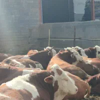 فروش گاو های گوشتی سیمینتال