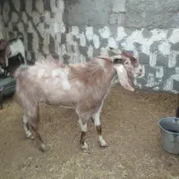 پازن نر جوان|حیوانات مزرعه|آبپخش, |دیوار