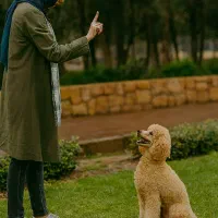 آموزش مربی سگ مطابق با سبک زندگی شما