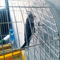 فروش عروس هلندی خانگی