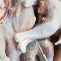 جوجه محلی گلپایگان