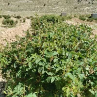 نیازمند کارگر گل چین