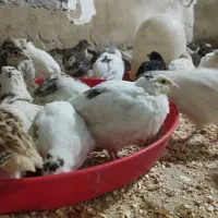 جوجه نژادسلطان،برهما،محلی40روزه و25روزه وبلدرچین