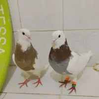 طوقی